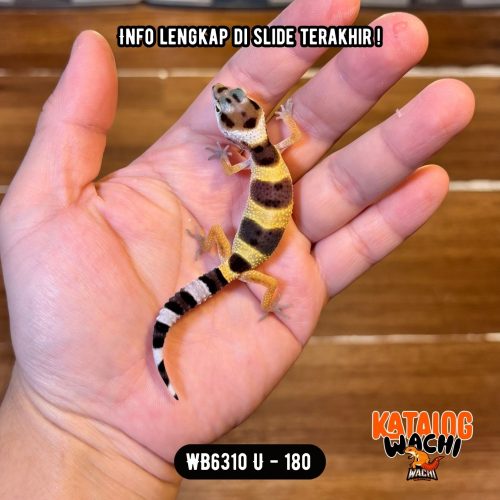WB6310 U | Baby Lebah 🐝