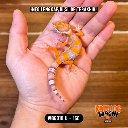 29 WB6010 U | Jeruk Ngejreng 🔥