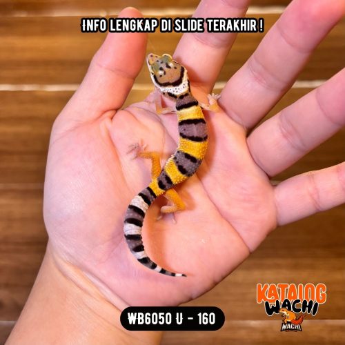 WB6050 U | Cosplay Lebah 🐝