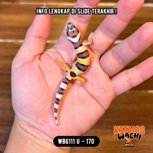 WB6111 U | Cosplay Lebah 🐝