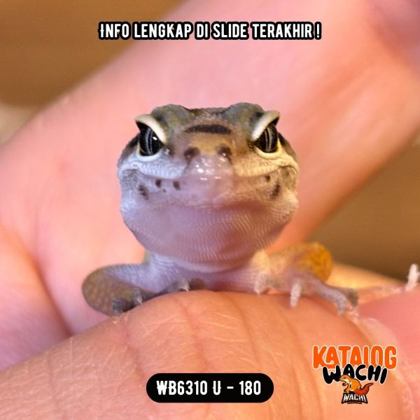 WB6310 U | Baby Lebah 🐝
