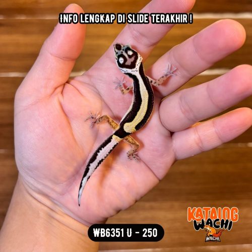 WB6351 U | Baby Jalan Tol 🖤💛 Head Pattern Ciamik 👹