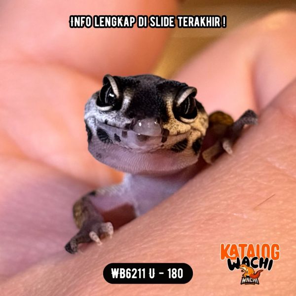 WB6211 U | Baby Lebah 🐝