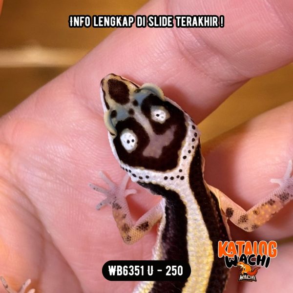 WB6351 U | Baby Jalan Tol 🖤💛 Head Pattern Ciamik 👹