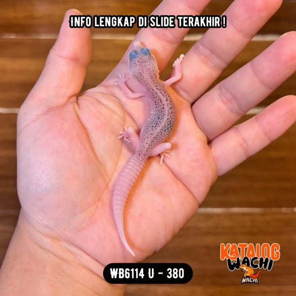 WB6114 U | Baby Senyum2 🥹 Mata Full Hitam ⚫️👅⚫️