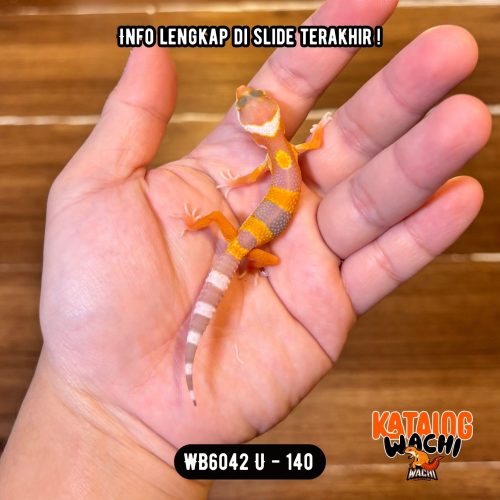 WB6042 U | Baby Jeruk 🍊