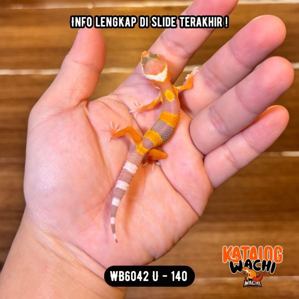 WB6042 U | Baby Jeruk 🍊