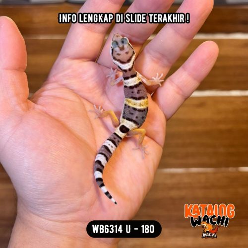 WB6314 U | Cookies N' Cream 🖤🤍