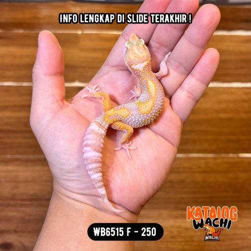 WB6515 F | Warna Pastel 💛🤍