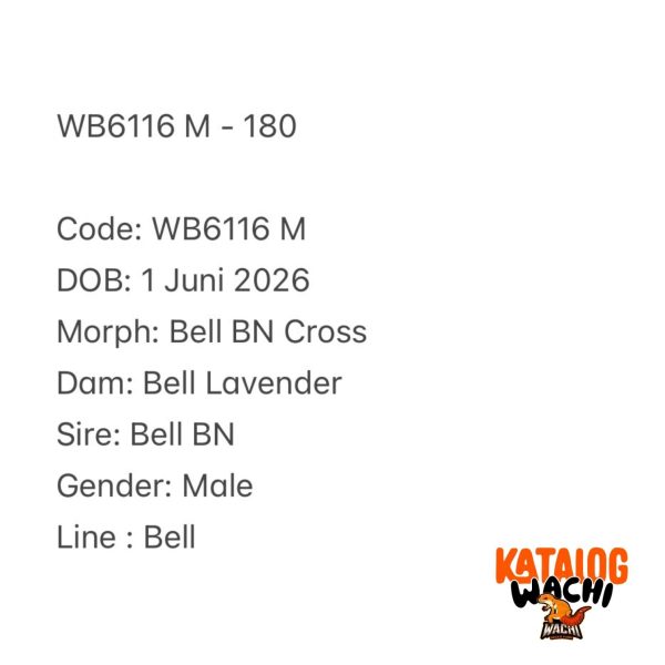 WB6116 M
