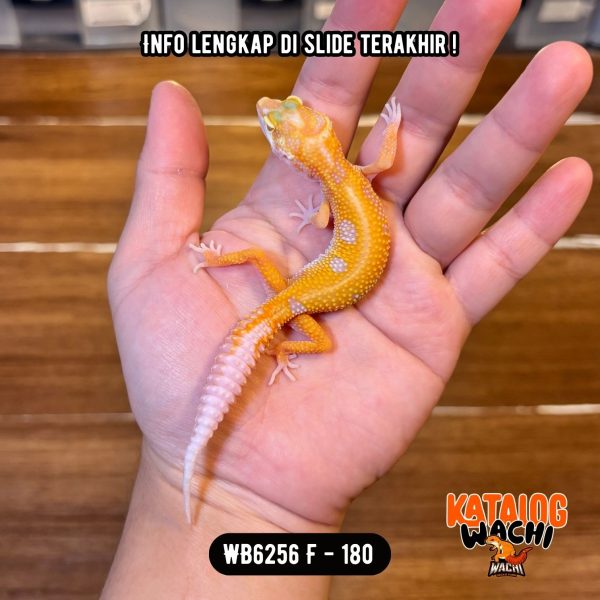 WB6256 F | Menyala Sejak Dini 🔥