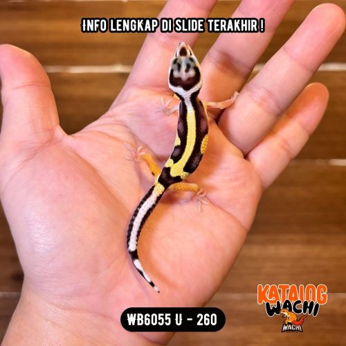 WB6055 U | Baby Jalan Berkelok 🖤💛