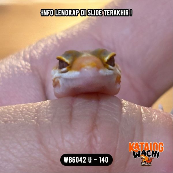 WB6042 U | Baby Jeruk 🍊