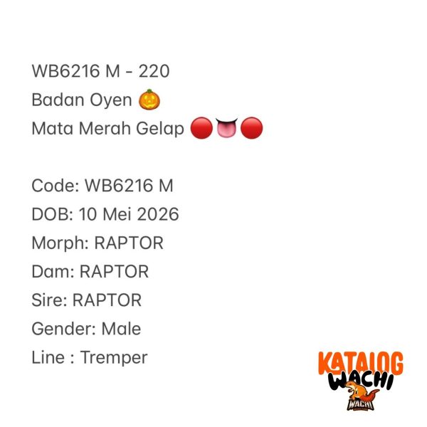 WB6216 M | Badan Oyen 🎃 Mata Merah Gelap 🔴👅🔴