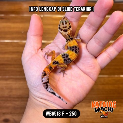 WB6518 F | Jeruk Cakep 😎🍊
