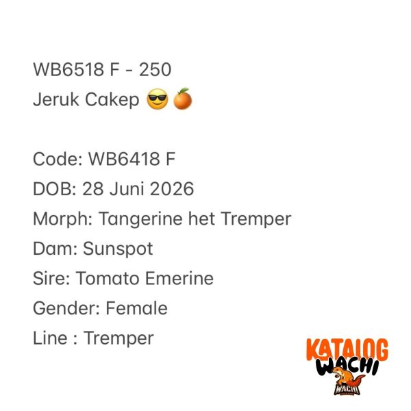 WB6518 F | Jeruk Cakep 😎🍊