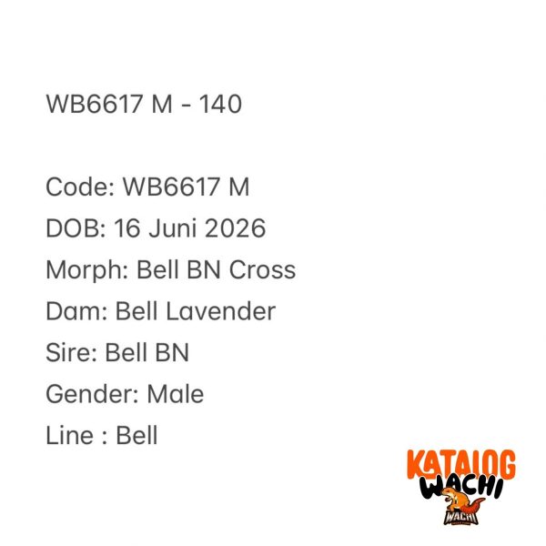 WB6617 M