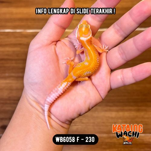 WB6058 F | Menyala-Nyala! 🔥