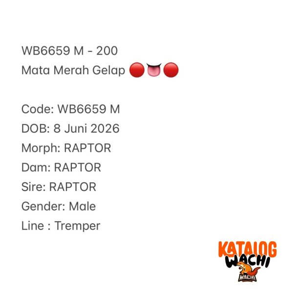 WB6659 M | Mata Merah Gelap 🔴👅🔴