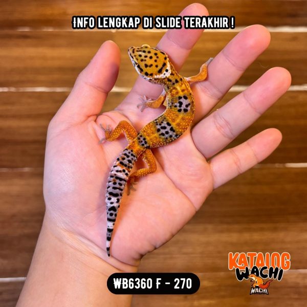 WB6360 F