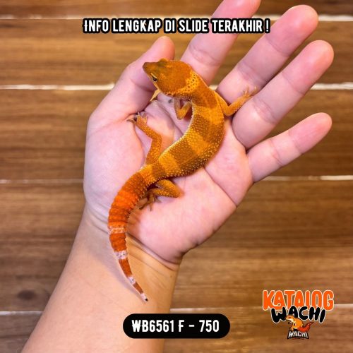 WB6561 F | CAKEP PAKE BANGET 😍🤌🏻