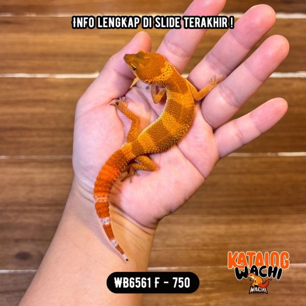 WB6561 F | CAKEP PAKE BANGET 😍🤌🏻