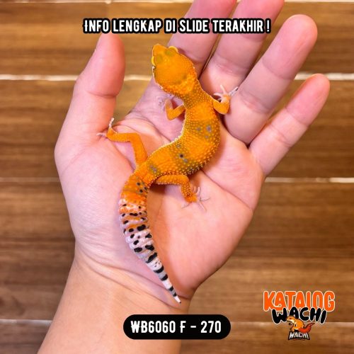 WB6060 F | Jeruk Cakep 🍊