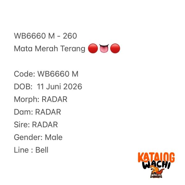 WB6660 M | Mata Merah Terang 🔴👅🔴