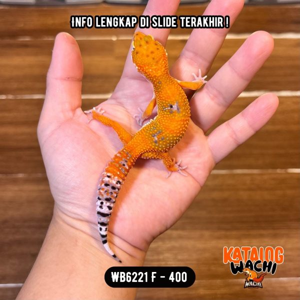 WB6221 F | Orennya BEDA 🤯  Nampol Banget 🥵