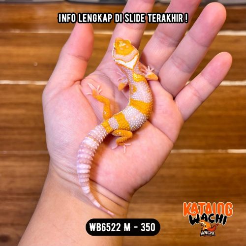 WB6522 M | Jeruk Silver 🧡🤍