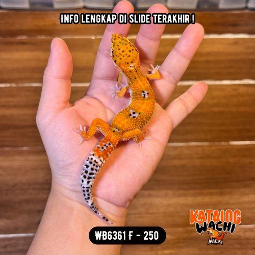 WB6361 F