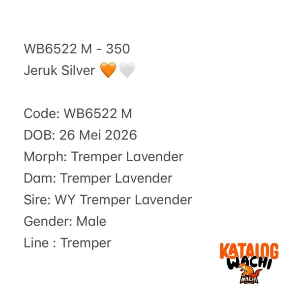 WB6522 M | Jeruk Silver 🧡🤍