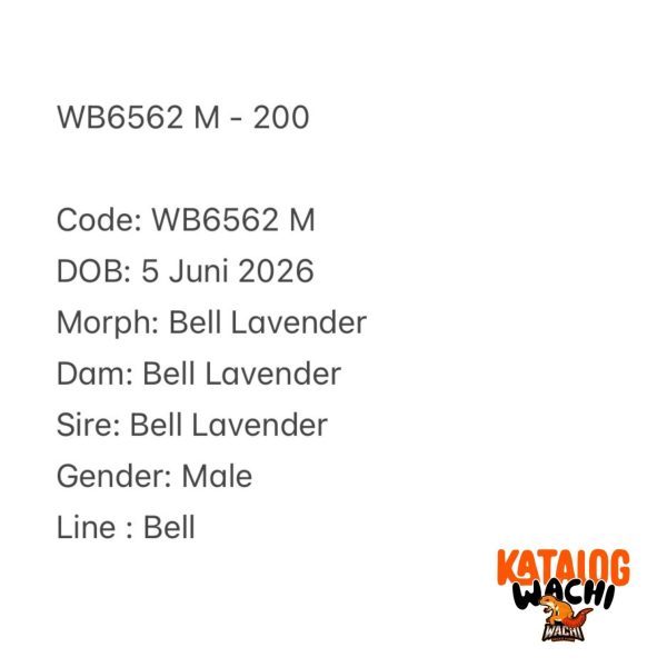 WB6562 M