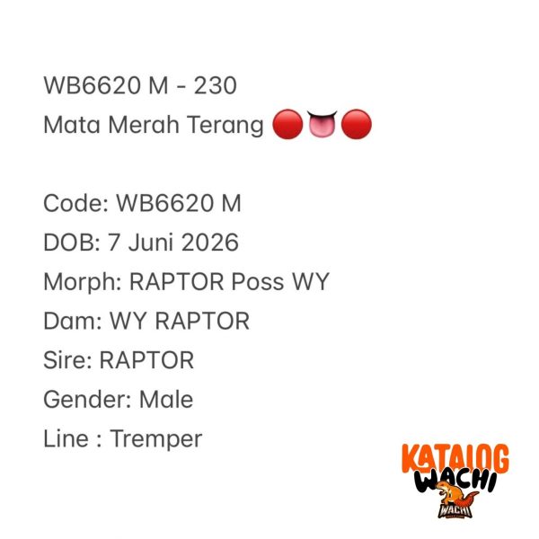WB6620 M | Mata Merah Terang 🔴👅🔴