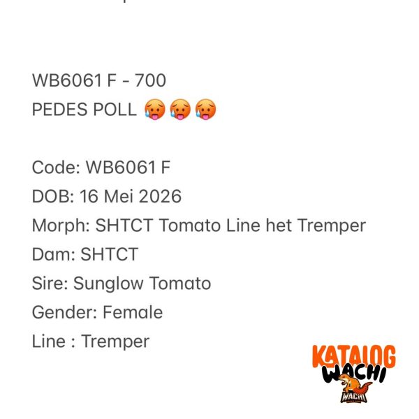 WB6061 F | PEDES POLL 🥵🥵🥵