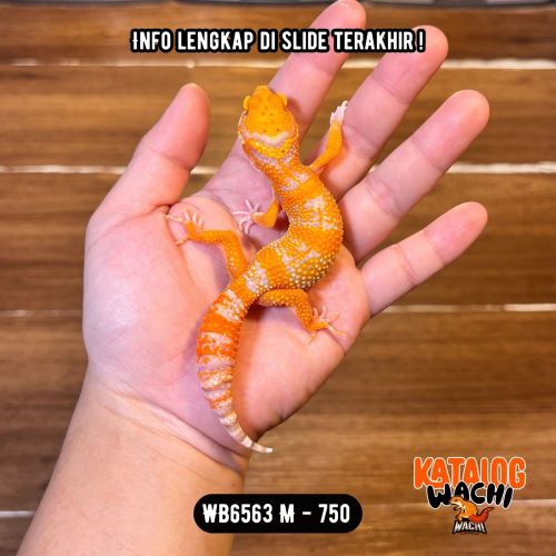 WB6563 M | CAKEP BANGET 🧡🤍