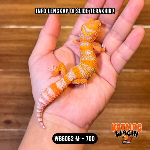 WB6062 M | CAKEP BANGET 🧡🤍