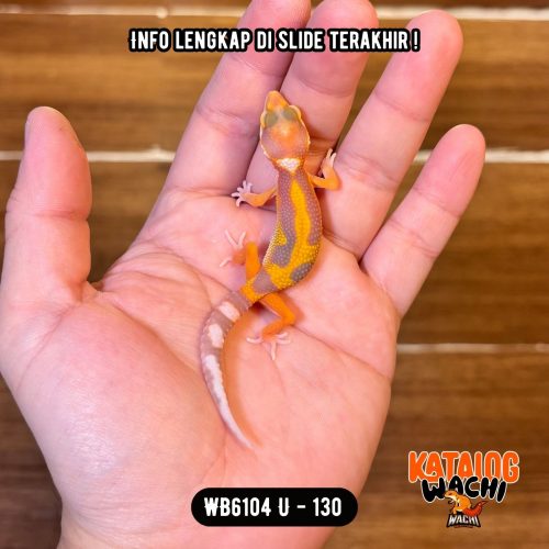 WB6104 U
