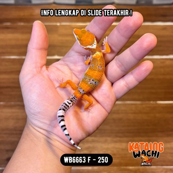 WB6663 F | Orennya Beda 🥵