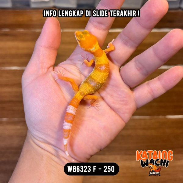 WB6323 F | Jeruk Sunkist 🍊🌞