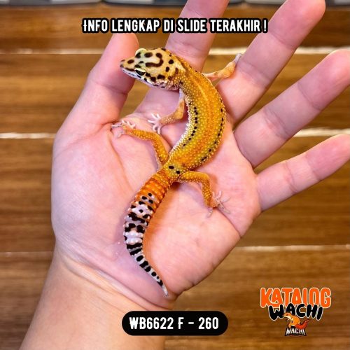 WB6622 F | Warna Ciamik ❤️🧡💚