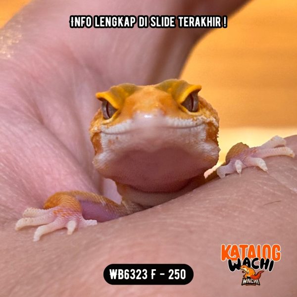 WB6323 F | Jeruk Sunkist 🍊🌞