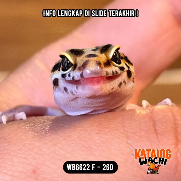WB6622 F | Warna Ciamik ❤️🧡💚