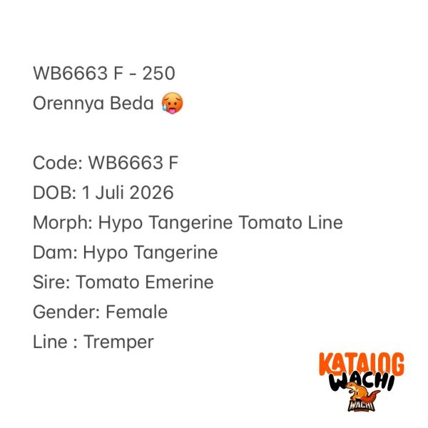 WB6663 F | Orennya Beda 🥵