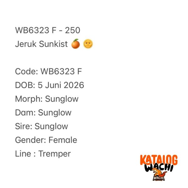 WB6323 F | Jeruk Sunkist 🍊🌞