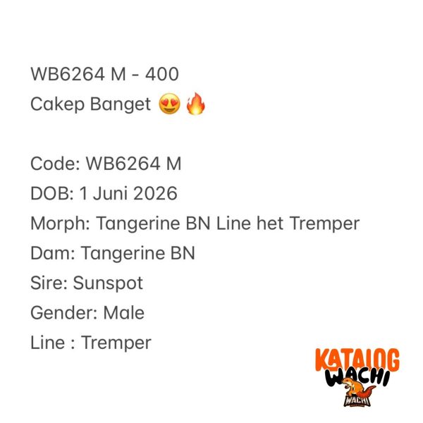 WB6264 M | Cakep Banget 😍🔥
