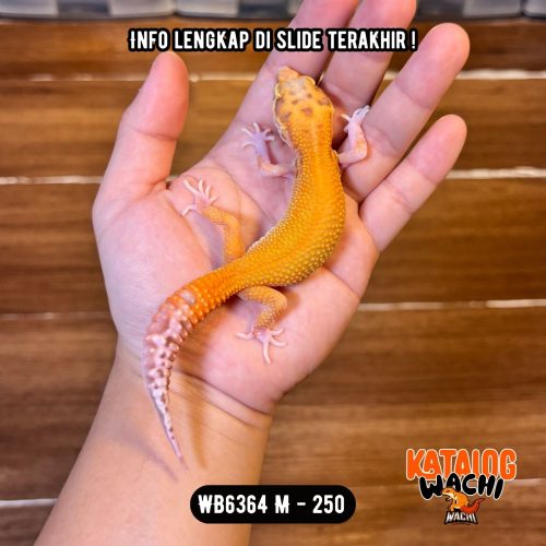 WB6364 M | Full Oyen 🎃 Mata Merah 🔴👅🔴