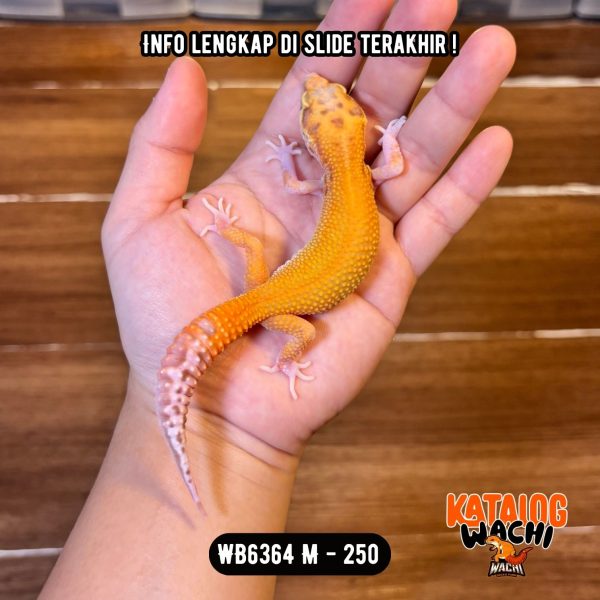 WB6364 M | Full Oyen 🎃 Mata Merah 🔴👅🔴