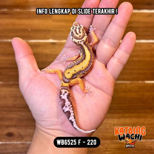 WB6525 F | Jalan Tol Albino 🤎💛