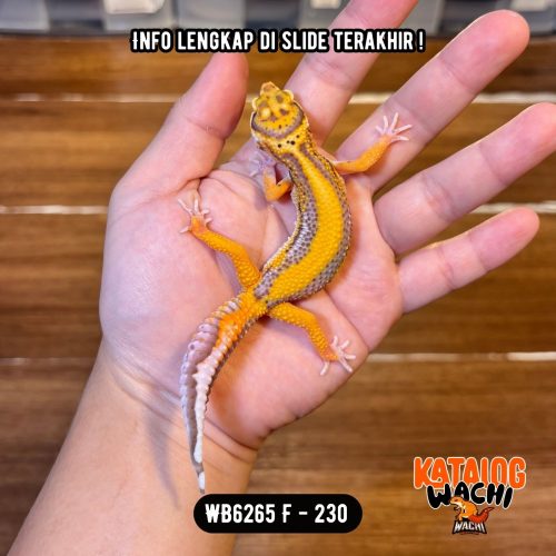 WB6265 F | Jalan Tol Versi Ungu 🧡💛💜